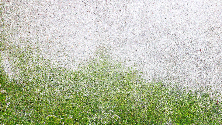 カビやコケが発生している